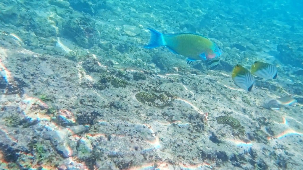 瀬底ビーチの水中の写真です。