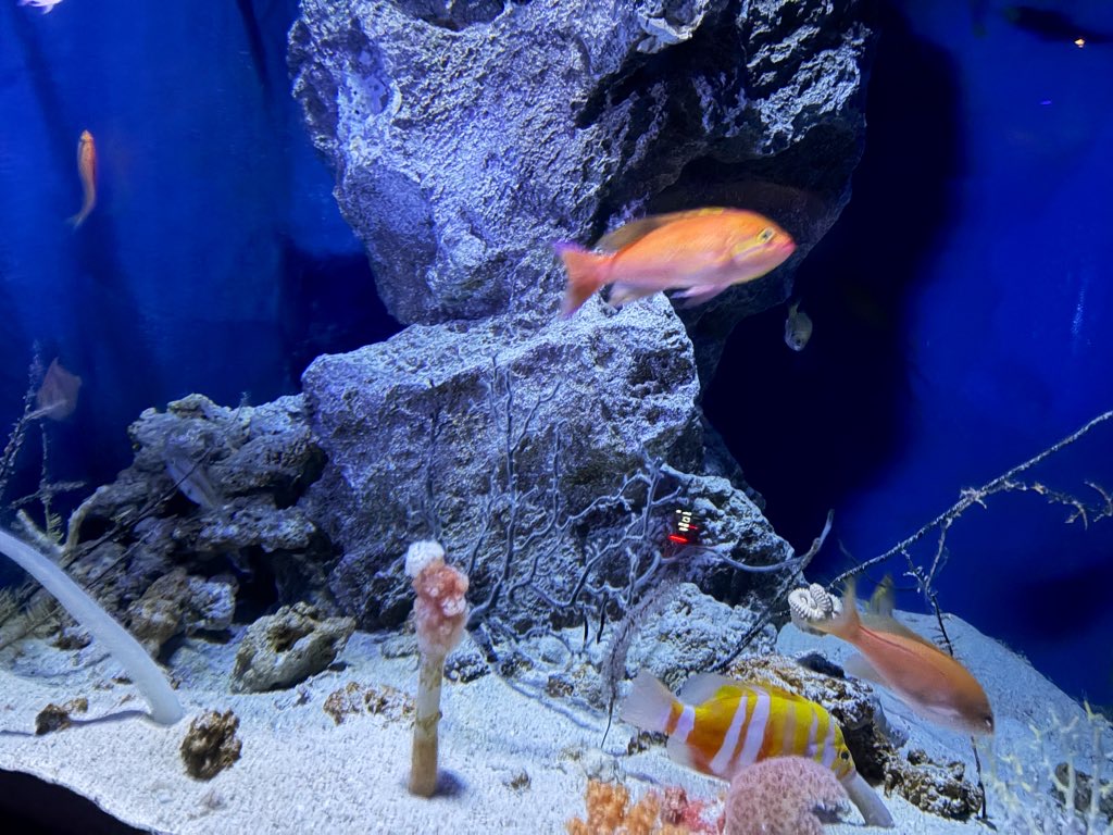 美ら海水族館の写真です。