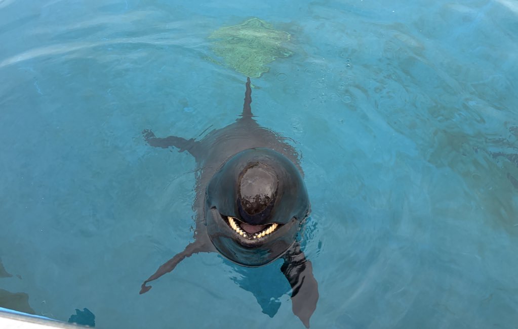 オキちゃん劇場のイルカの写真です。