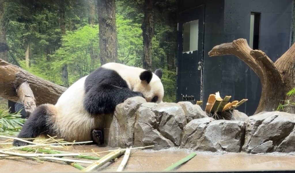 レイレイの写真です。