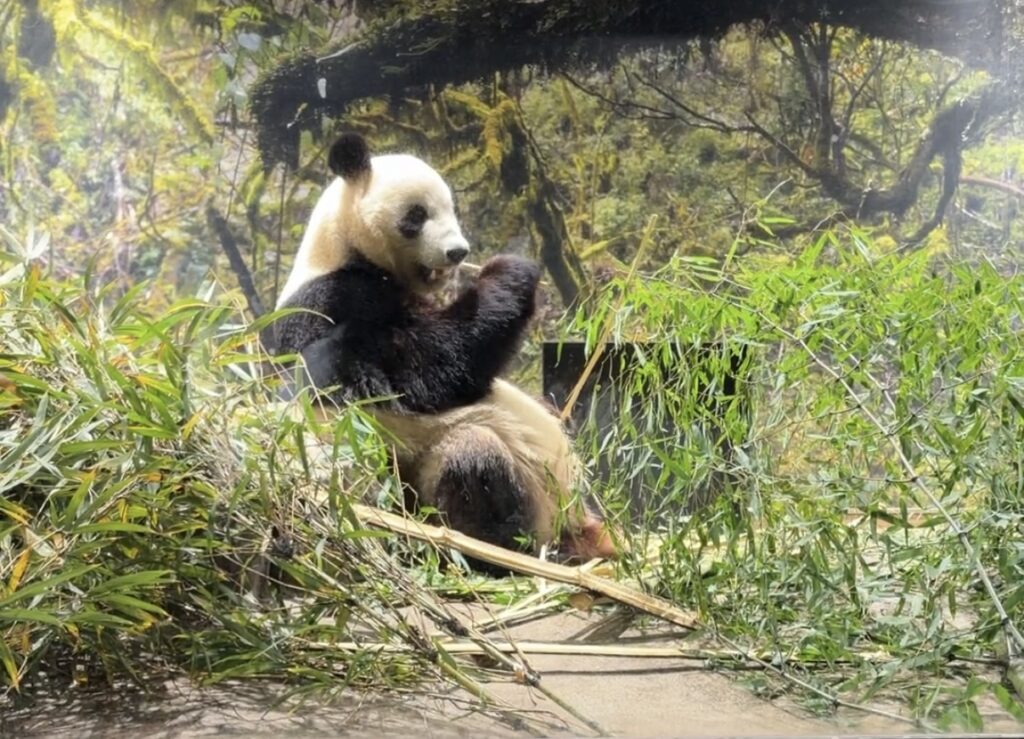 シャオシャオの写真です。