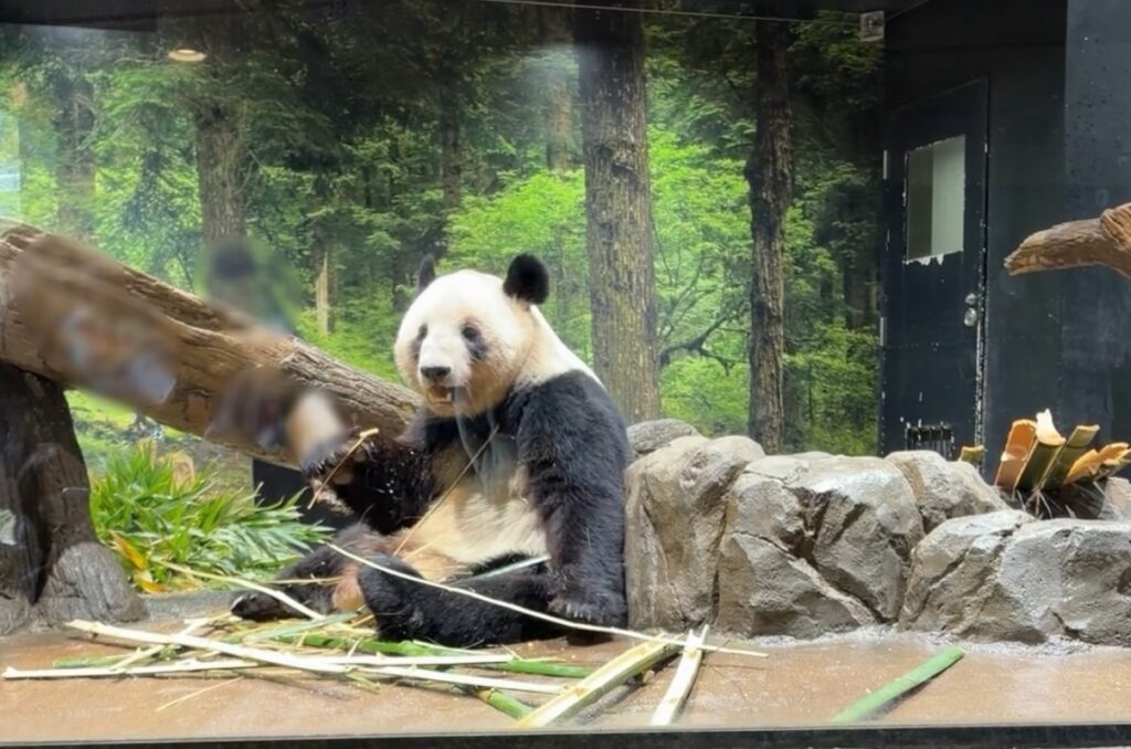 レイレイの写真です。