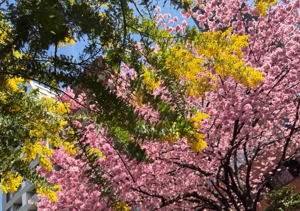 蔵前神社のミモザと桜です。