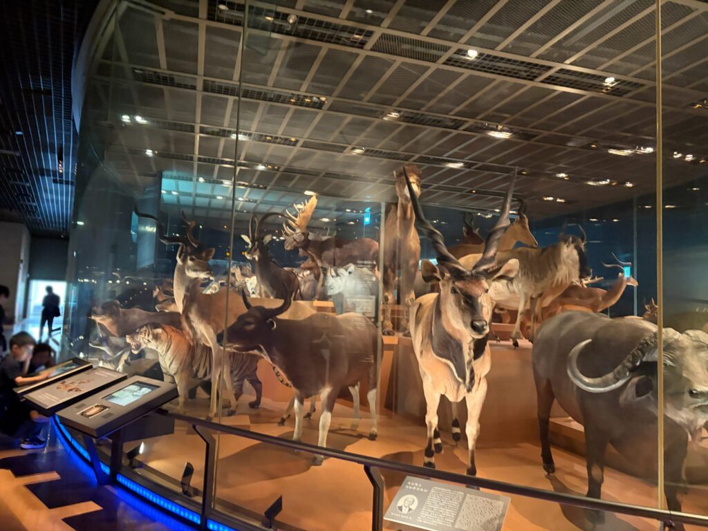 科博の展示です。