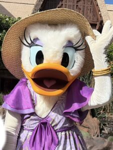 アウラニのデイジーです。
