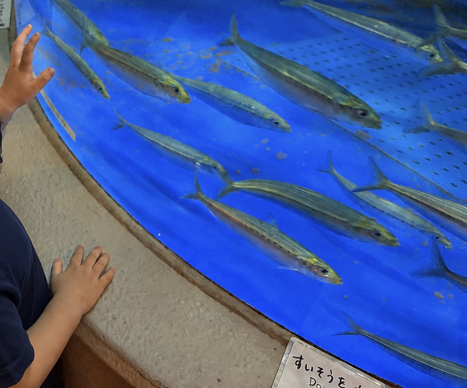 しながわ水族館の水槽です。