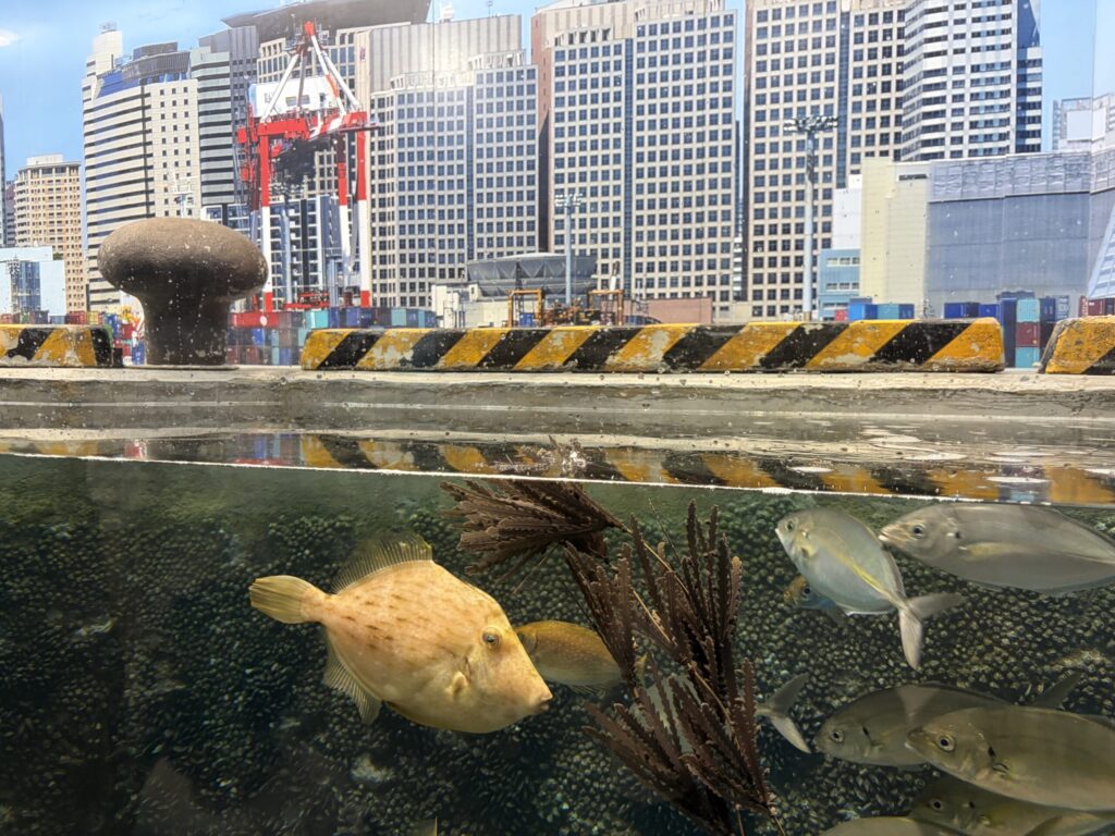 しながわ水族館の品川の海の展示です。