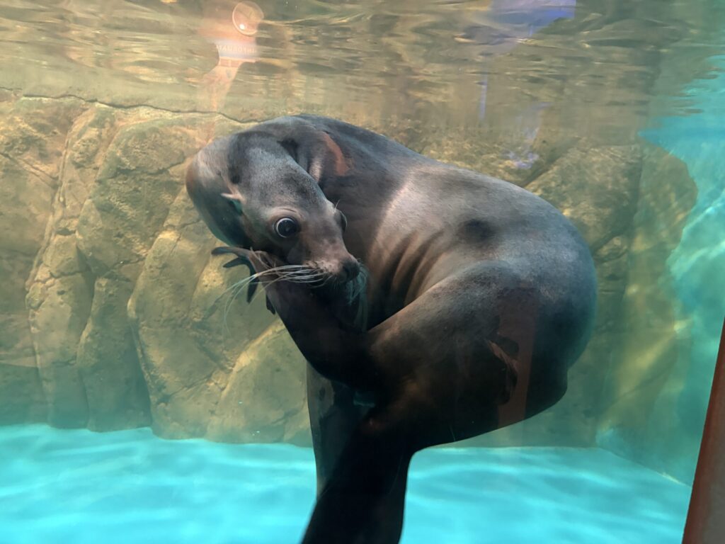 しながわ水族館のアシカです。