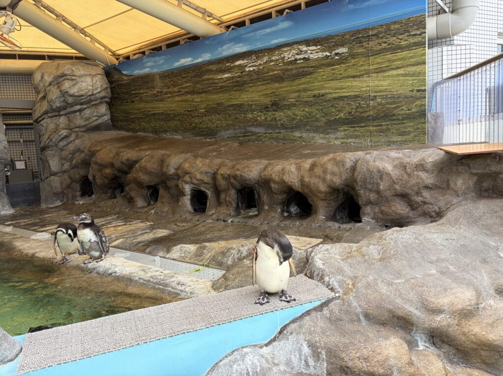 しながわ水族館のペンギンです。