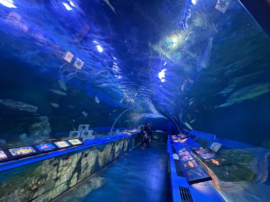 しながわ水族館のトンネル水槽の写真です。