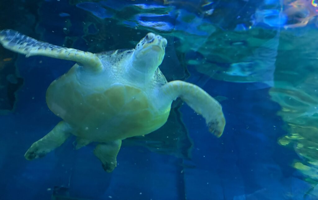 しながわ水族館の頭上を泳ぐウミガメです。
