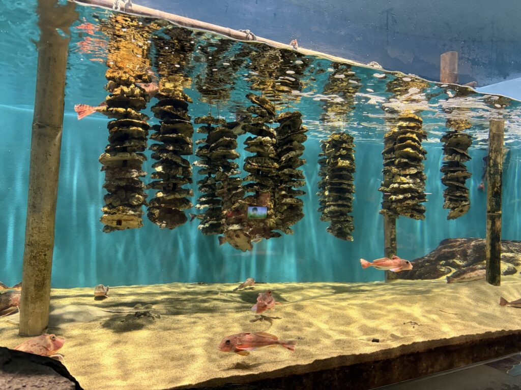 仙台うみの杜水族館の牡蠣の養殖展示です。