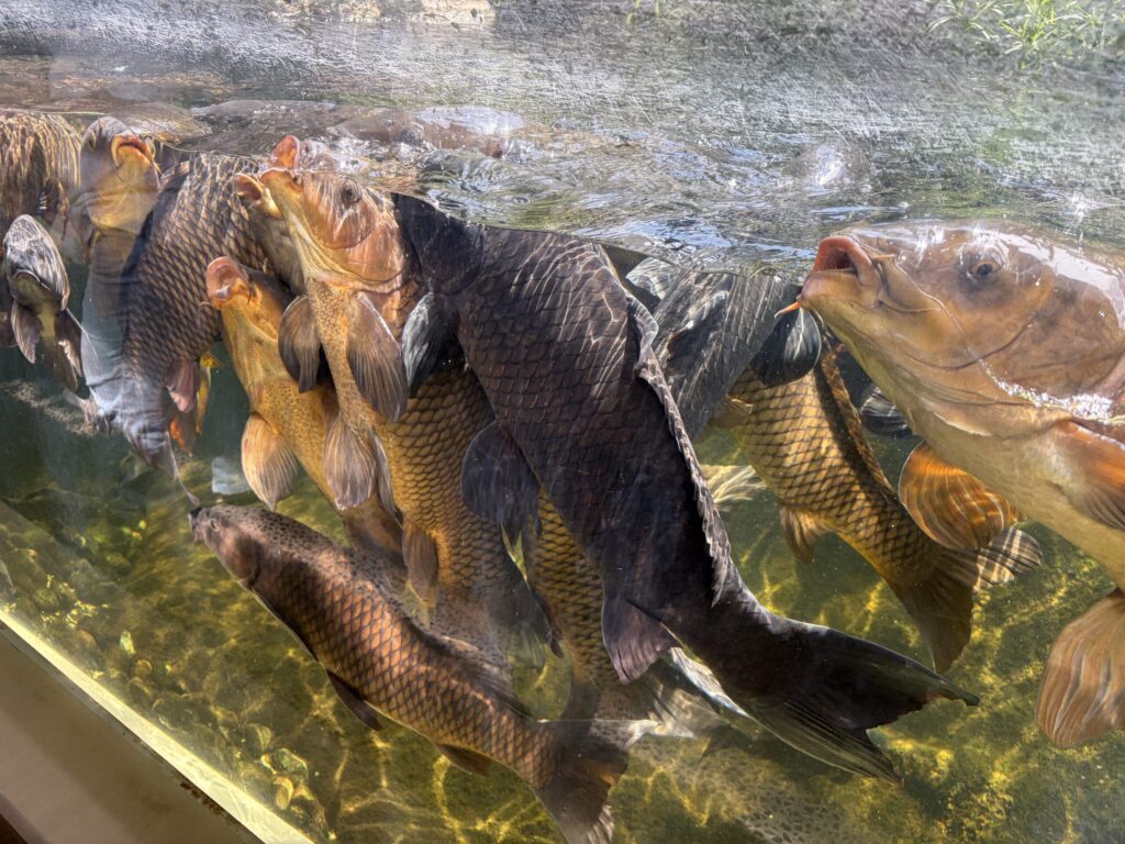 仙台うみの杜水族館の鯉の展示です。