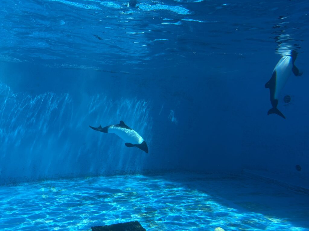 仙台うみの杜水族館のイロワケイルカです。