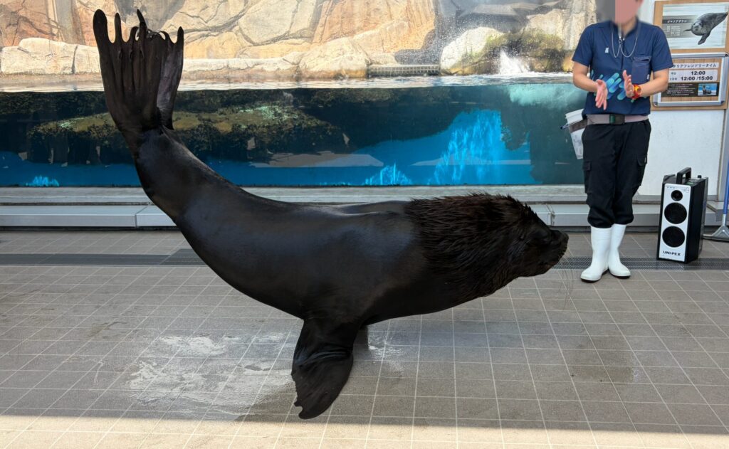 仙台うみの杜水族館のオタリアです。