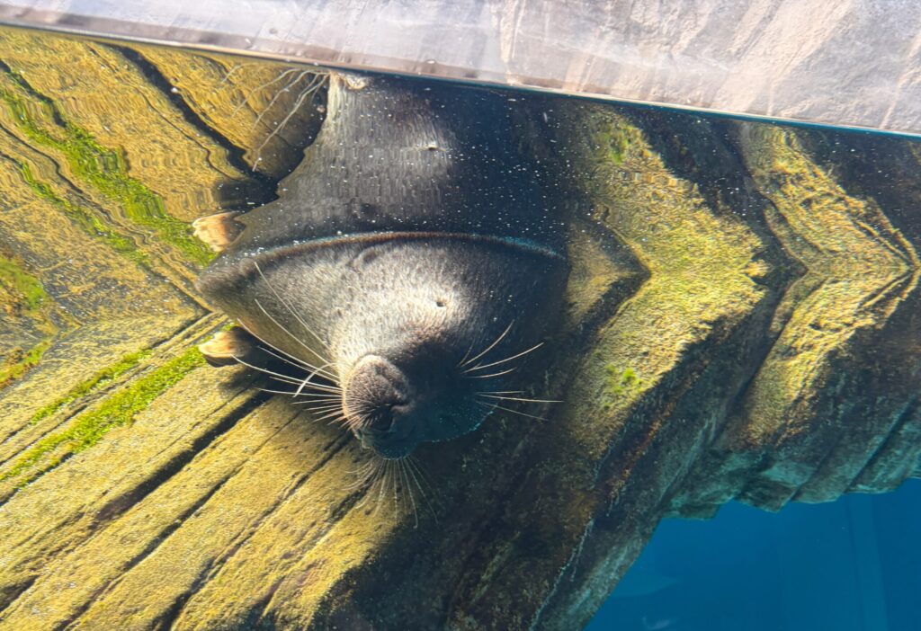 仙台うみの杜水族館の寝ているアザラシです。