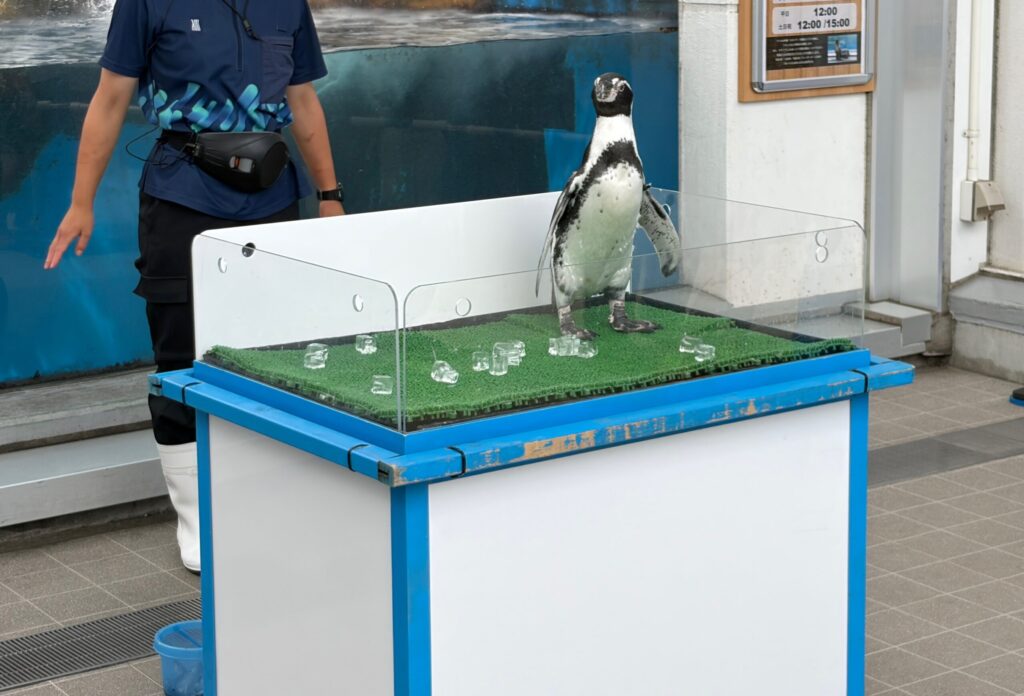 仙台うみの杜水族館のペンギンとのふれあいイベントです。