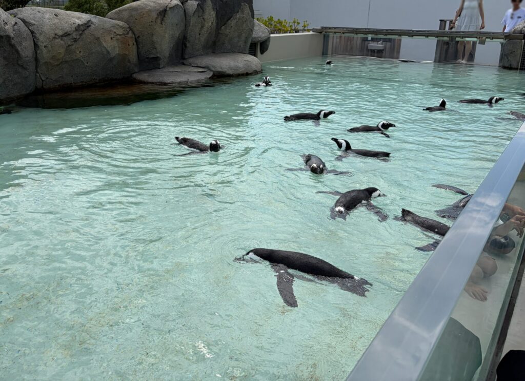仙台うみの杜水族館のペンギンの展示です。